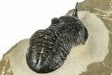 Morocconites Trilobite Fossil - Orange Eye Preservation #317822-5
